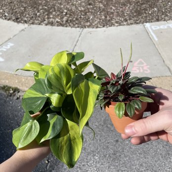 B Willow - Plants - Nurseries & Gardening Near Me - Baltimore, Maryland