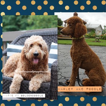 Doodle Squad Puppies - Pet Breeders Near Me