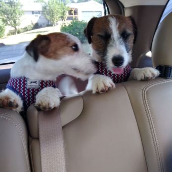 AllDogs Canine Care Center - Tobin and Waggs had a hair day! Their groomer rocks! - Pet Training Near Me - Jefferson City, Tennessee AllDogs Canine Care Center - Tobin and Waggs had a hair day! Their groomer rocks! - Pet Training Near Me - Jefferson City, Tennessee