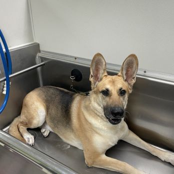Bark If You're Dirty - Pet Groomers Near Me - Scottsdale, Arizona Bark If You're Dirty - Pet Groomers Near Me - Scottsdale, Arizona