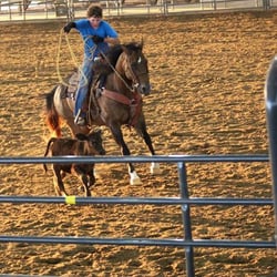 From roping to barrel racing, beginners to pros, leisure to competitions - we teach it all! Need a horse? Come take a look!
