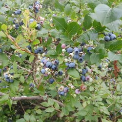 Crabtree's Blueberries - More blueberries!