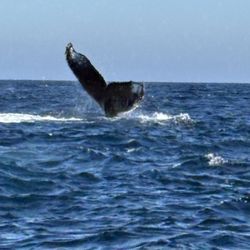 Whale Watch Cabo