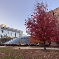 The Joe and Rika Mansueto Library - Library and a Red Maple Tree