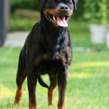 Morris Rottweilers - Remi Timit Tor Morris - Pet Breeders Near Me - Nashville, Tennessee