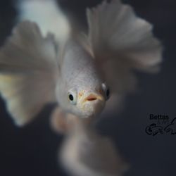 Bettas & Art
