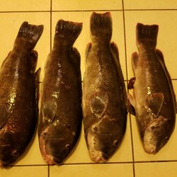 Bogan's Kevin Bait & Tackle - 4 fish haul, largest was 23 inches (nearly 9 lbs), smallest was 19 inches