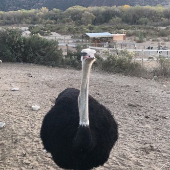 Ostrichland USA - Attraction Farms Near Me - Solvang, California