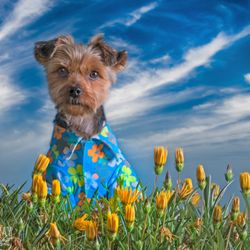Charmaine Gray Pet Photography - Chewie, a yorkie mix rocks a flowered shirt in San Diego.