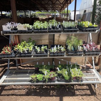 Arizona Worm Farm - Summer Herbs & summer flower starts - Attraction Farms Near Me - Phoenix, Arizona Arizona Worm Farm - Summer Herbs & summer flower starts - Attraction Farms Near Me - Phoenix, Arizona