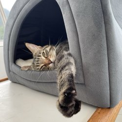 Meadows Cat Hospital