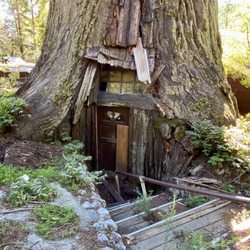 Tree House - 02.19.22 unique attraction but closed