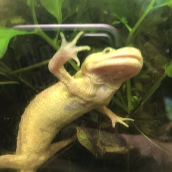 East Bay Vivarium - Reptile Shops Near Me - Berkeley, California