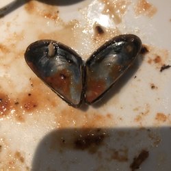 Fetch - Mussels look like a heart when they're open!