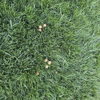Stockdale Landscape - Just a few mushrooms....there were 100's of them - Landscaping Near Me - Bakersfield, California Stockdale Landscape - Just a few mushrooms....there were 100's of them - Landscaping Near Me - Bakersfield, California