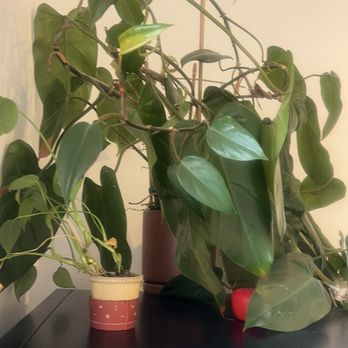 Kopiku Coffee - Planted inside - Coffee & Tea Near Me - San Francisco, California