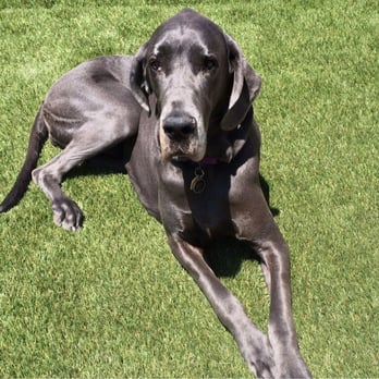 Just Sprinklers - My dogs approve of the turf as well! - Nurseries & Gardening Near Me - Albuquerque, New Mexico