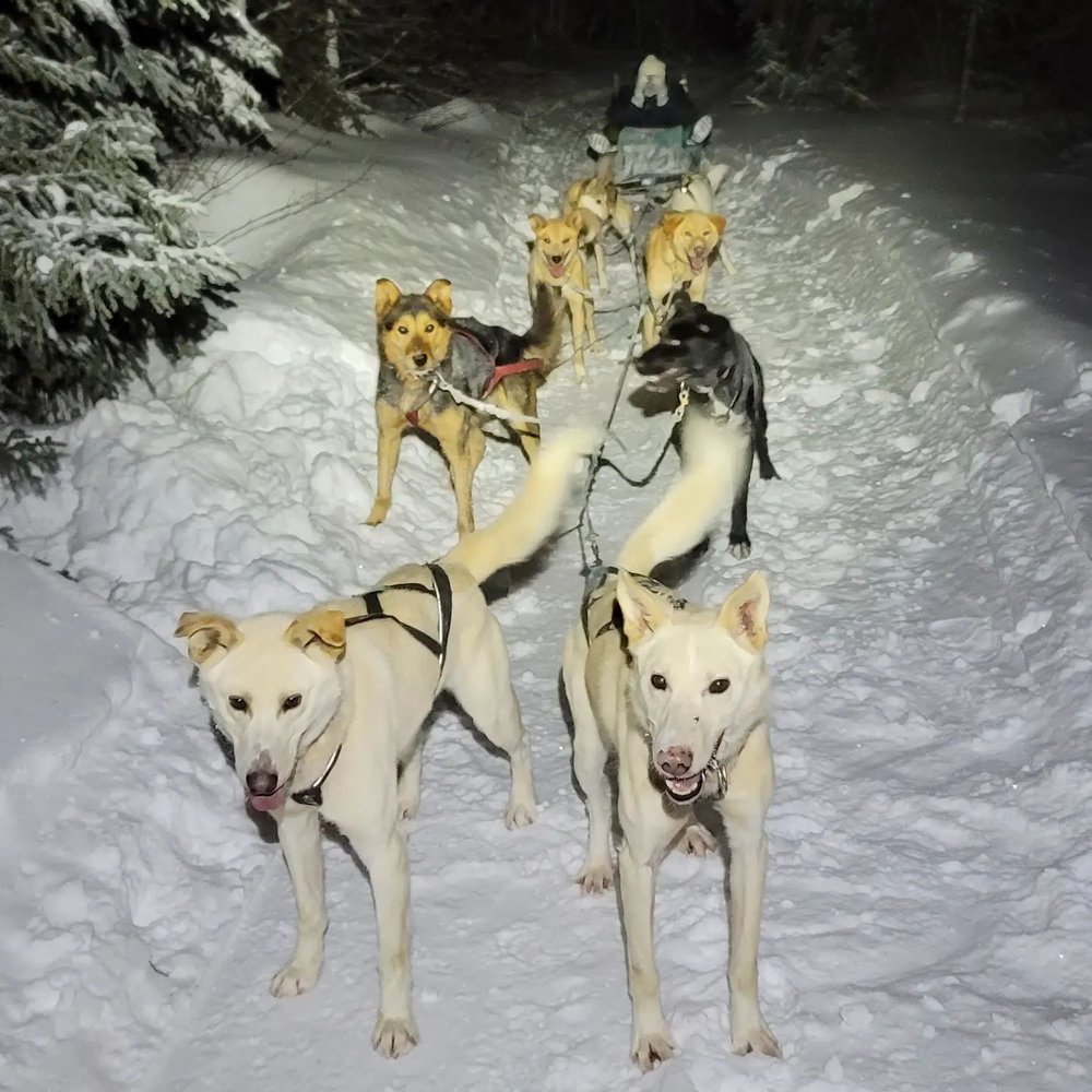 Dave's Services - Dog mushing at Aurora Pointe Activity Center - Travel Agents Near Me Dave's Services - Dog mushing at Aurora Pointe Activity Center - Travel Agents Near Me
