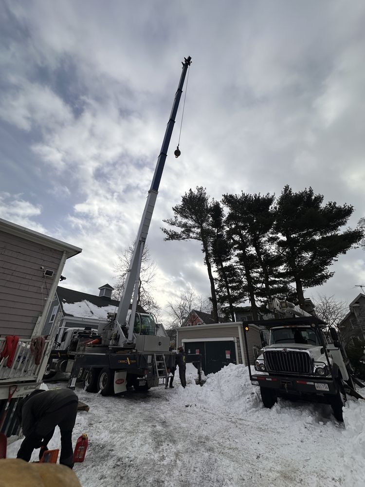 Specialized Rigging and Tree Care - tree service in Hingham, MA