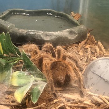 Franklin Park Zoo - Spider - Zoos Near Me - Boston, Massachusetts Franklin Park Zoo - Spider - Zoos Near Me - Boston, Massachusetts