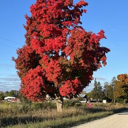 Beautiful fall colors on the property Beautiful fall colors on the property