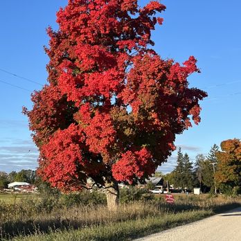 McCallum's Orchard & Cider Mill - Beautiful fall colors on the property - Donuts Near Me - Jeddo, Michigan McCallum's Orchard & Cider Mill - Beautiful fall colors on the property - Donuts Near Me - Jeddo, Michigan