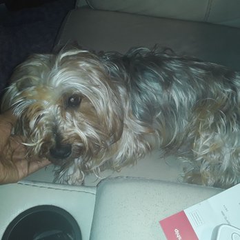 Bond Vet - Upper East Side at 62nd Street - My Grizzly (Yorkie and Shih Tzu) - Veterinarians Near Me - Manhattan, New York