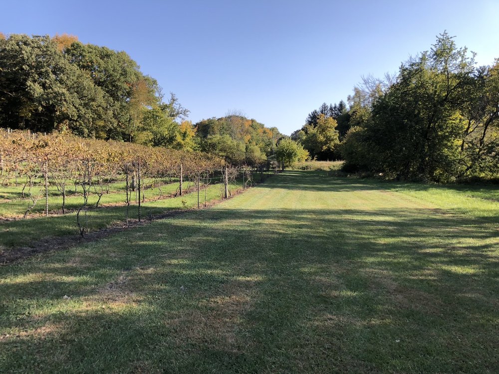 Old Oaks Winery - vineyard in Milan, IL