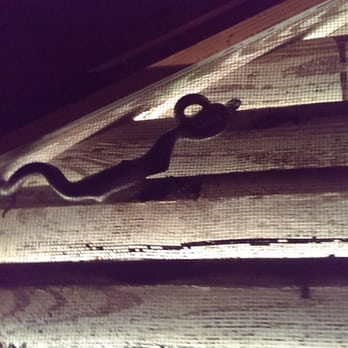 Protekt Pest Solutions - Snake in customers attic. - Pest Control Near Me