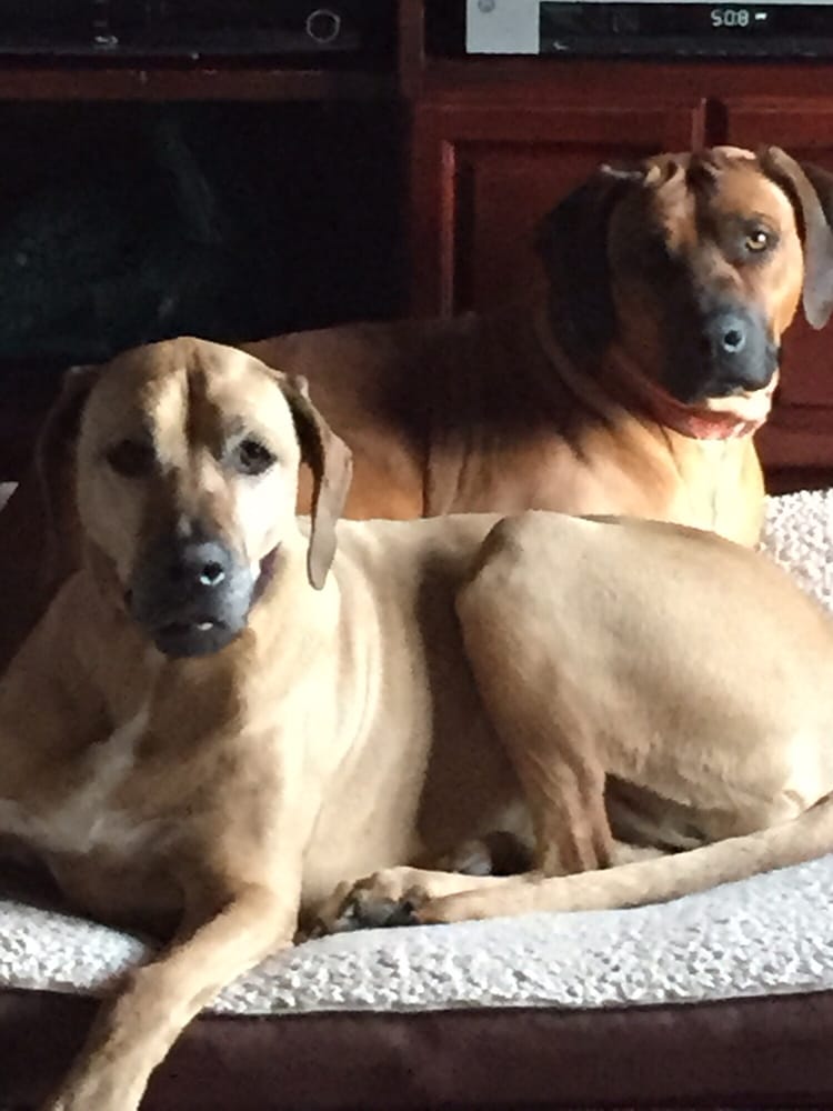 KLASSEE K9 Updated September 2024 17 Reviews 319 Loomis St