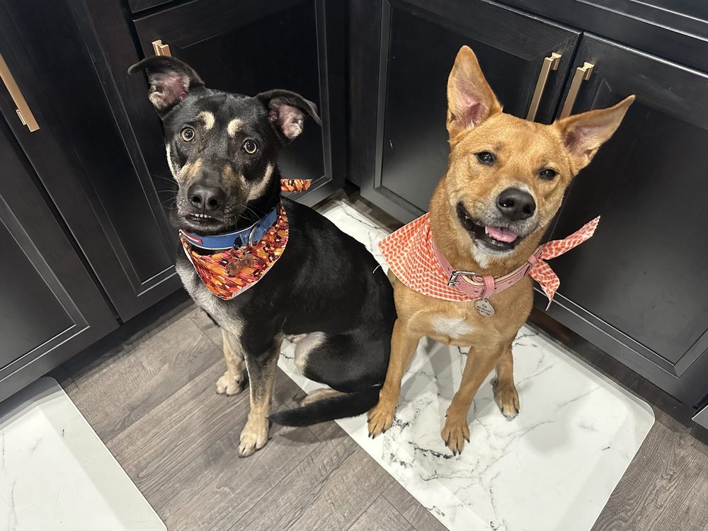 Avas Dog Salon Image
