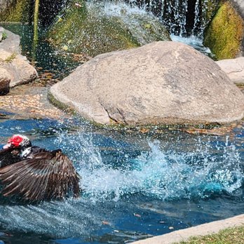 Rio Vista Community Park - Duck - Parks Near Me - Peoria, Arizona Rio Vista Community Park - Duck - Parks Near Me - Peoria, Arizona