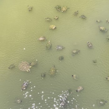 Oyster Creek Park - It's turtle paradise. So many turtles. - Parks Near Me - Sugar Land, Texas Oyster Creek Park - It's turtle paradise. So many turtles. - Parks Near Me - Sugar Land, Texas