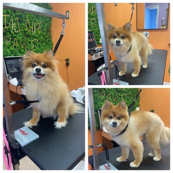 Dominique Paws - Pet Groomers Near Me Dominique Paws - Pet Groomers Near Me