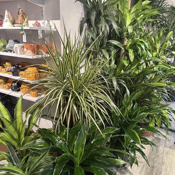 For Garden's Sake - Nurseries & Gardening Near Me - Durham, North Carolina For Garden's Sake - Nurseries & Gardening Near Me - Durham, North Carolina