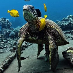 Extended Horizons Scuba