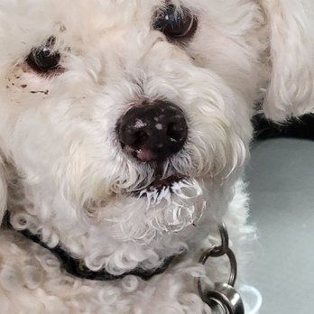 Starbucks - Thanks for the Puppaccino! - Coffee & Tea Near Me - La Mesa, California