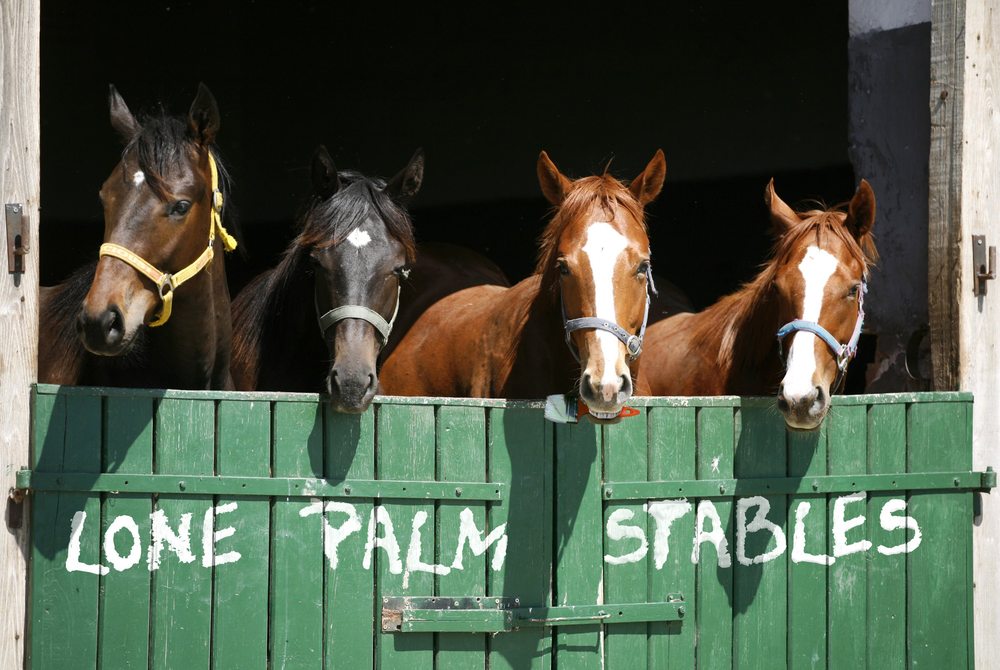 Lone Palm Stables - equestrian in Brooksville, FL