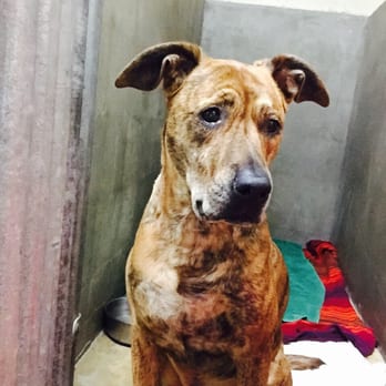 Alvarado Veterinary Hospital - Tater post op with blankets, towels and water. - Veterinarians Near Me - Fallbrook, California Alvarado Veterinary Hospital - Tater post op with blankets, towels and water. - Veterinarians Near Me - Fallbrook, California