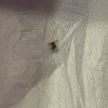Tasty Pot - Bugs - Taiwanese Near Me - Stockton, California Tasty Pot - Bugs - Taiwanese Near Me - Stockton, California