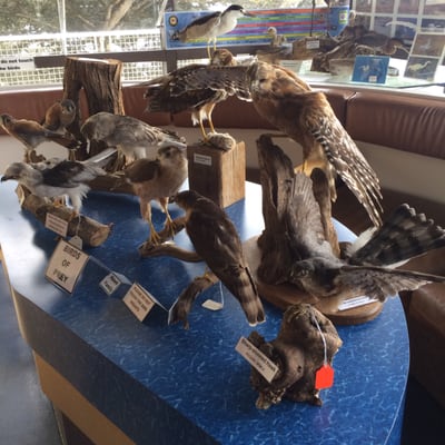Museum of Natural History by null