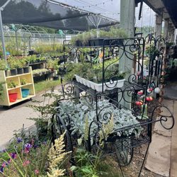 Mi Garden Spot - Plants and flowers