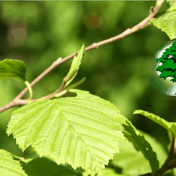 AAA Tree Experts - Tree Services Near Me - Charlotte, North Carolina AAA Tree Experts - Tree Services Near Me - Charlotte, North Carolina