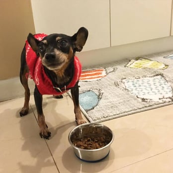Paws Miami - Maggie - Dog Walkers Near Me - Miami, Florida Paws Miami - Maggie - Dog Walkers Near Me - Miami, Florida