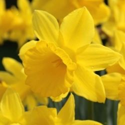 Jensen Nursery & Garden Centre - Fall Bulbs