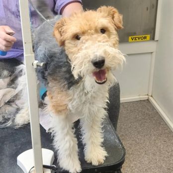 Classy Paws Pet Styling - Pet Groomers Near Me Classy Paws Pet Styling - Pet Groomers Near Me