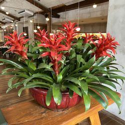 Praça São Lourenço - Bromeliads