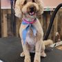 Photo of Dog Fancy Pet Spa