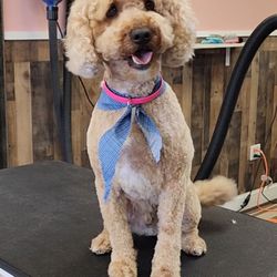 Dog Fancy Pet Spa