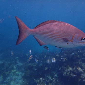 Sail Fish Scuba - Scuba Diving Near Me - Key Largo, Florida Sail Fish Scuba - Scuba Diving Near Me - Key Largo, Florida